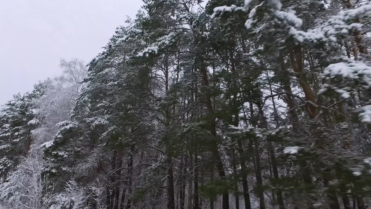 冬季森林。雪里的树。白雪皑皑的松树树枝上。开车穿过冬天的森林。摇曳的树木。森林的背景。大自然。视频素材