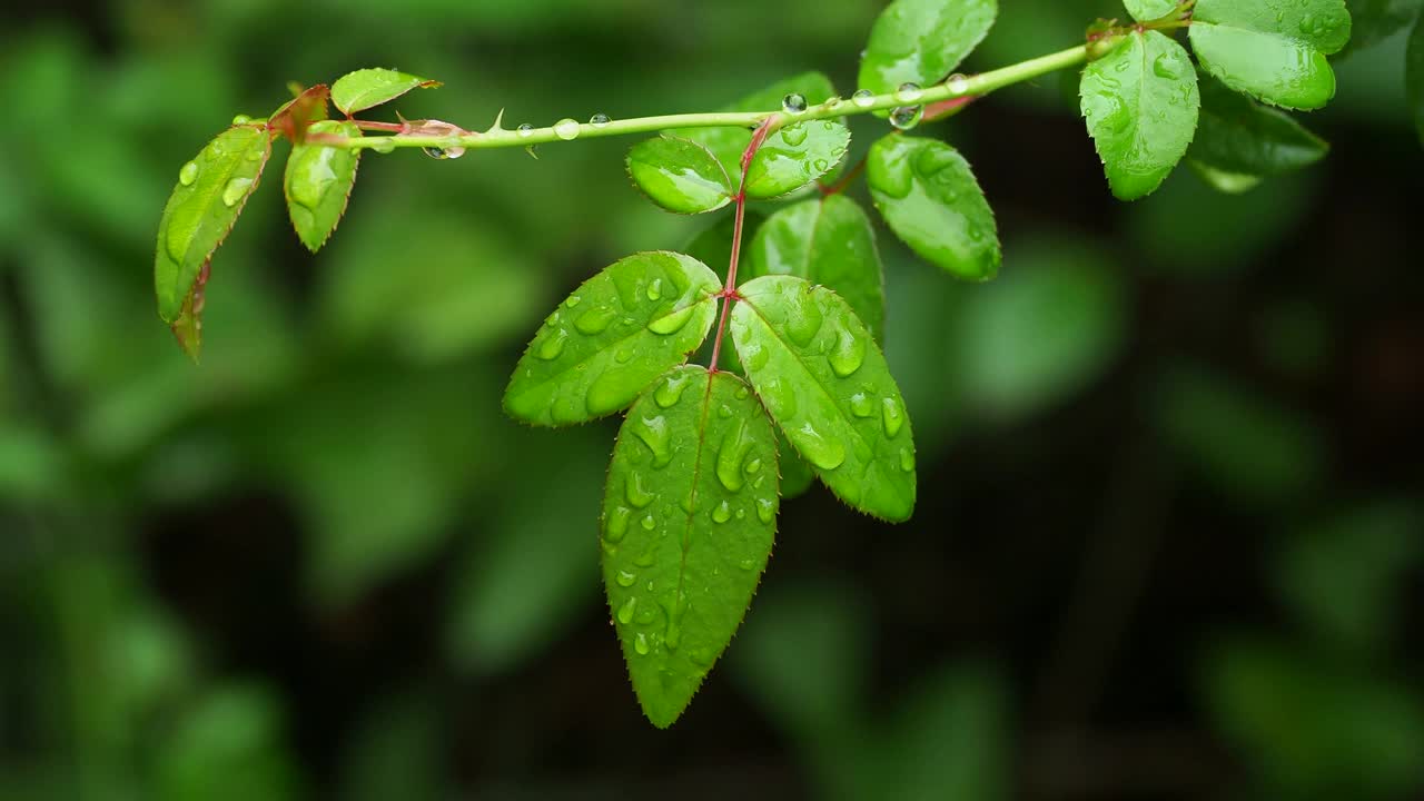 被风吹走的小植物叶子上的雨水。视频素材