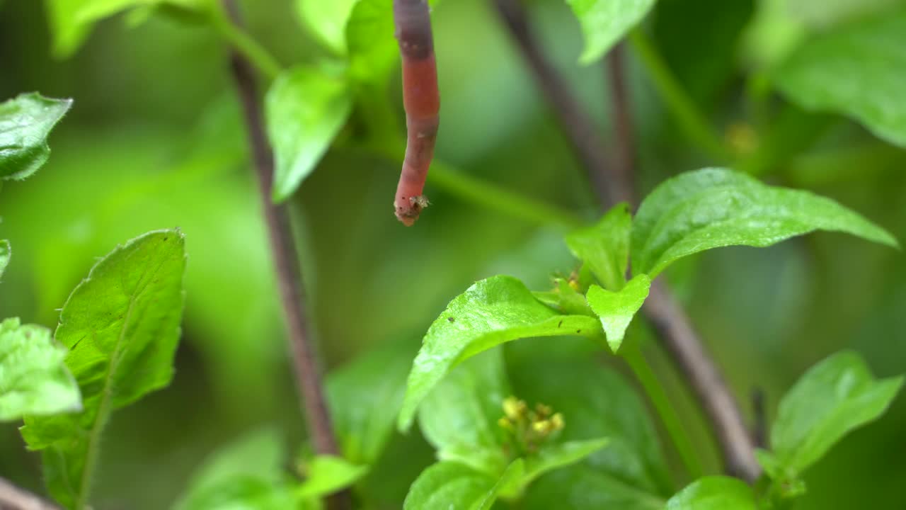 蚯蚓在花园的绿色植物上爬行。视频下载