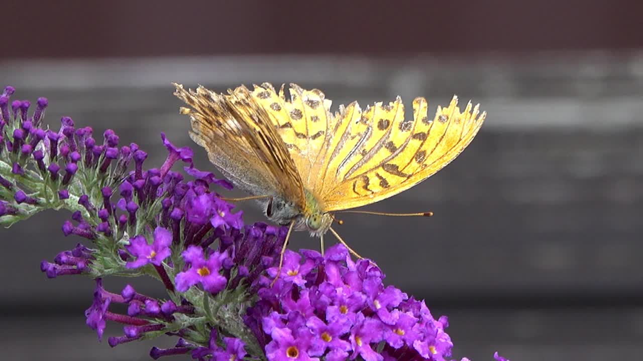 蝴蝶收集花蜜。视频素材