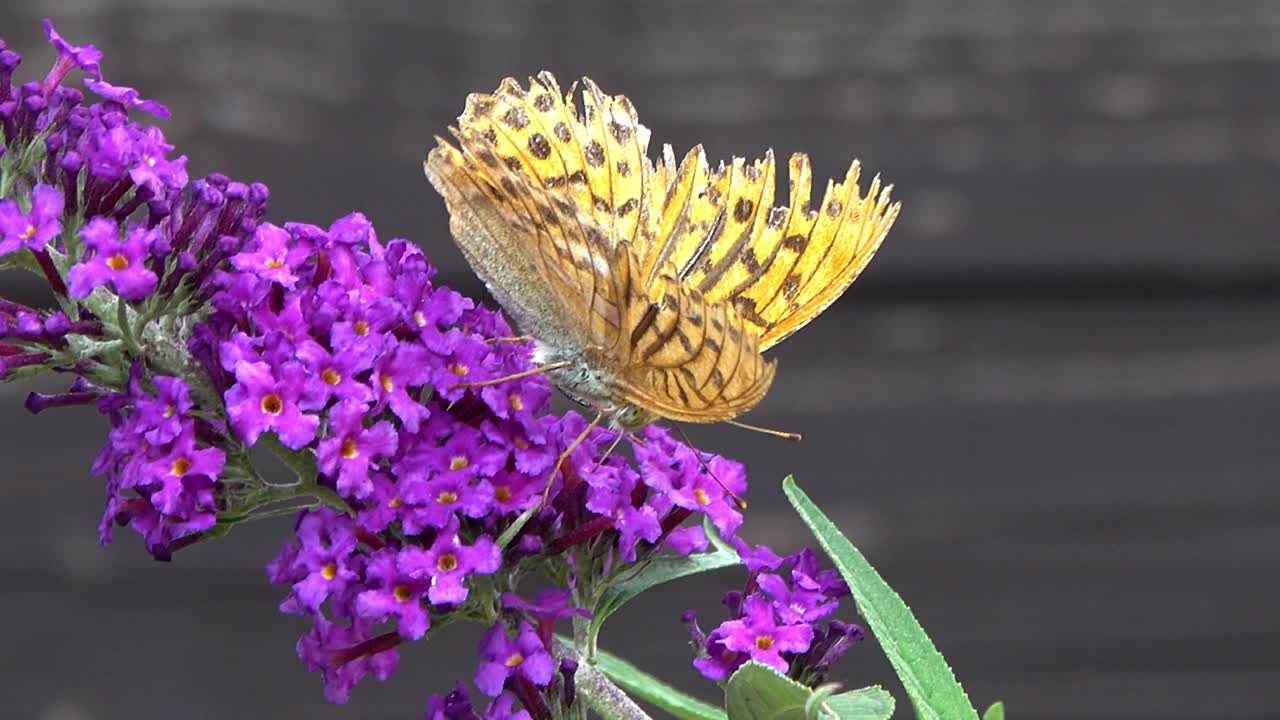 蝴蝶收集花蜜。视频素材