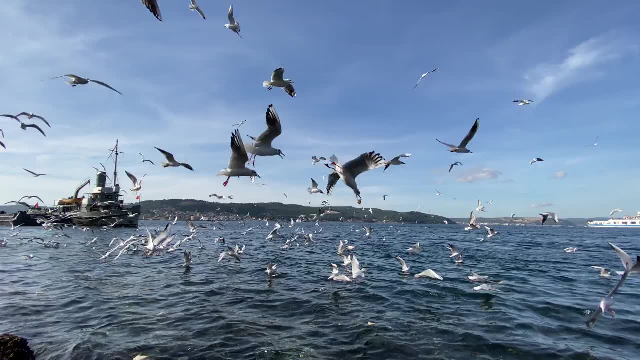 一群海鸥(Larus argentatus)在Çanakkale /土耳其视频素材