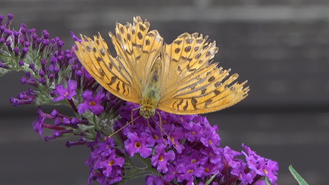 蝴蝶收集花蜜。视频素材