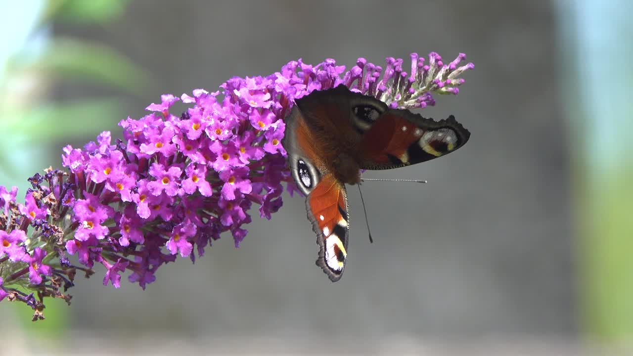 画眼蝶收集花蜜。视频素材