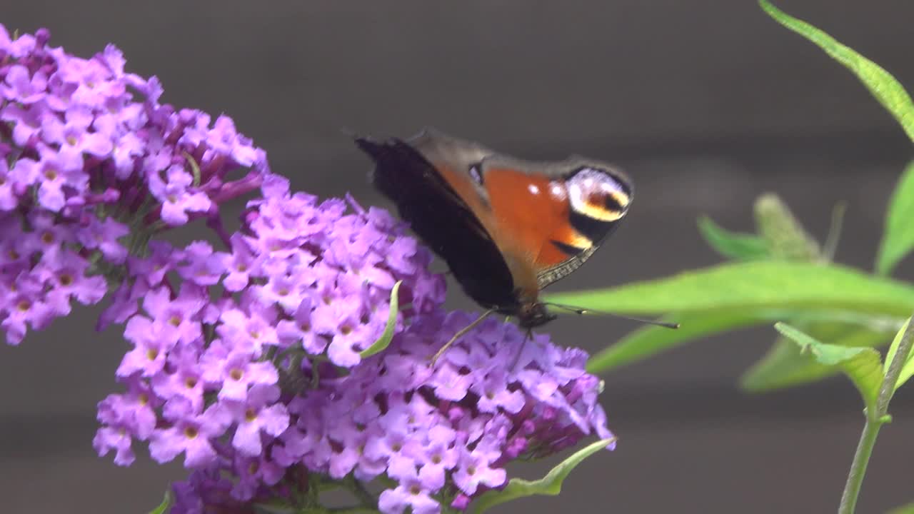 画眼蝶收集花蜜。视频素材