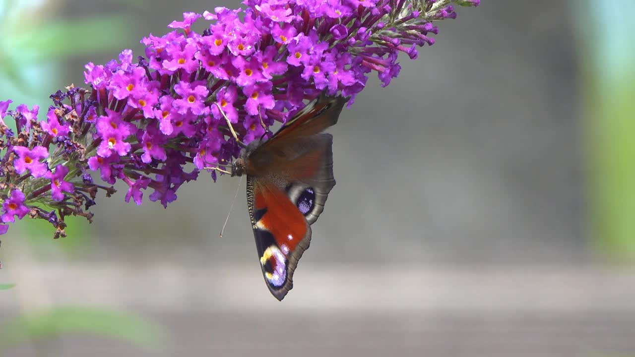 画眼蝶收集花蜜。视频素材