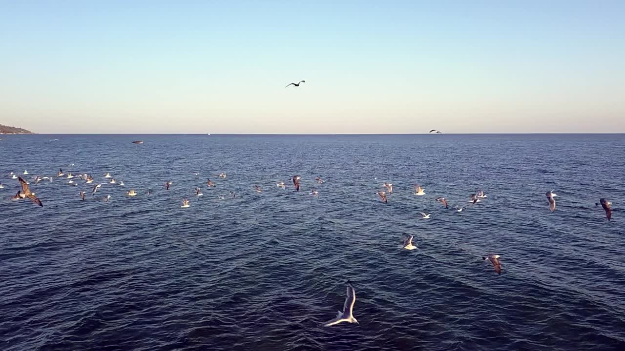 海鸥慢动作视频素材