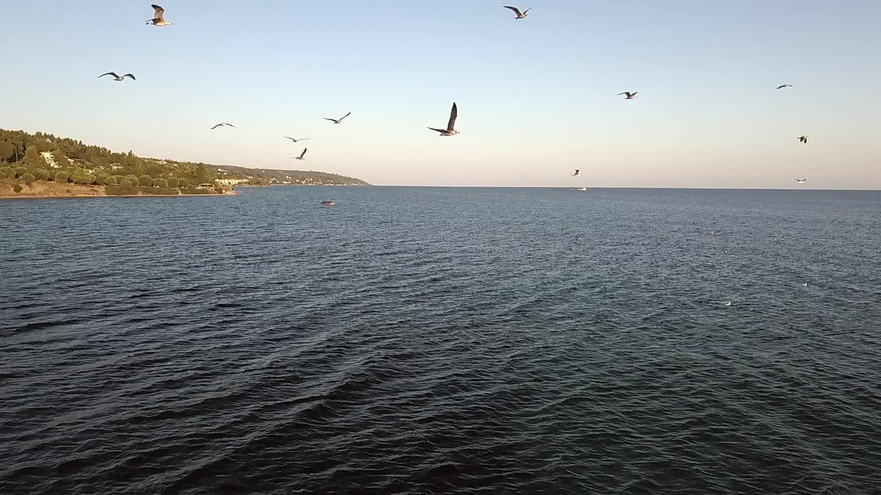 海鸥慢动作视频素材