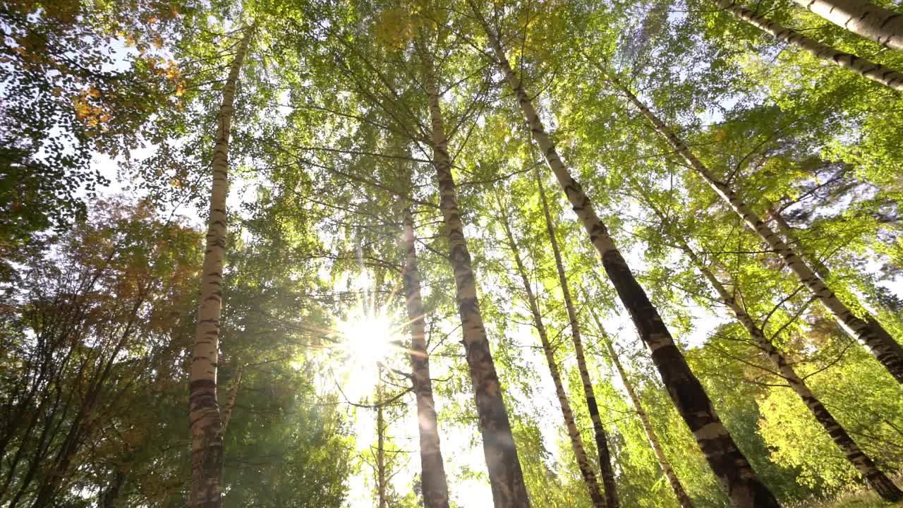 美丽的日出太阳阳光明媚的春天针叶林。阳光透过森林景观的树林。视频素材