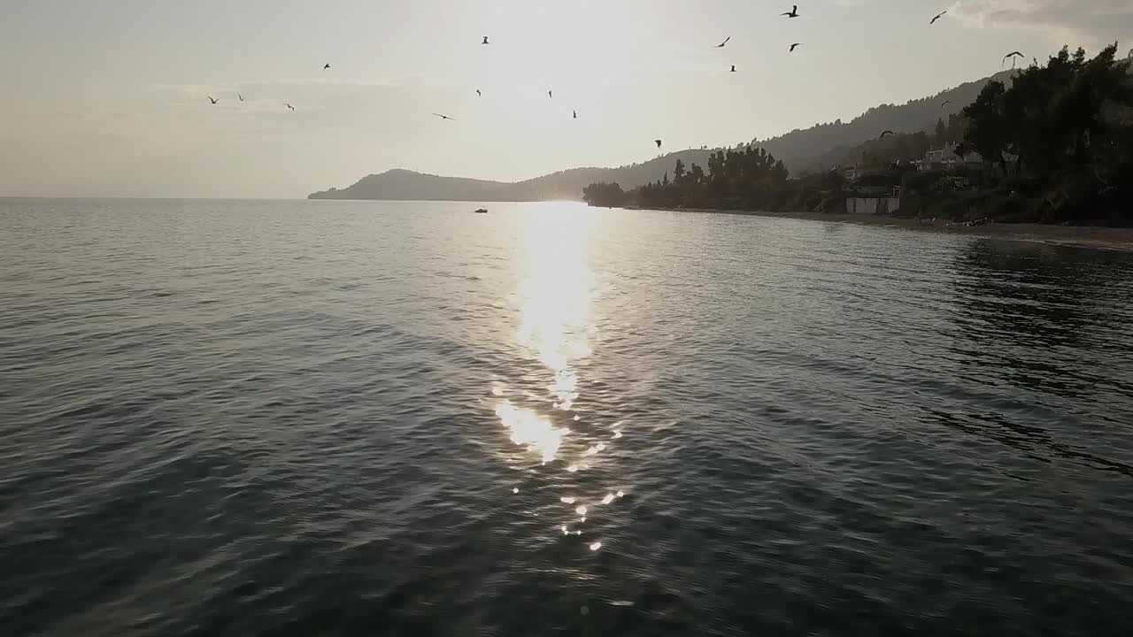 海鸥慢动作视频素材