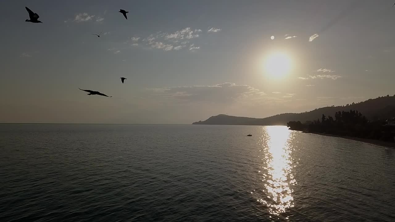 海鸥慢动作视频素材