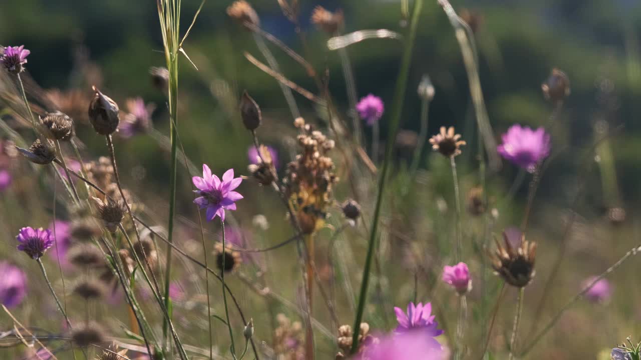 山上绿油油的草地，花和夏草。日落时混杂着野花。UHD 4 k视频素材