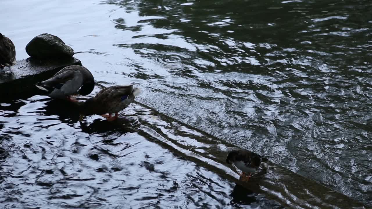 野鸭入湖1视频素材