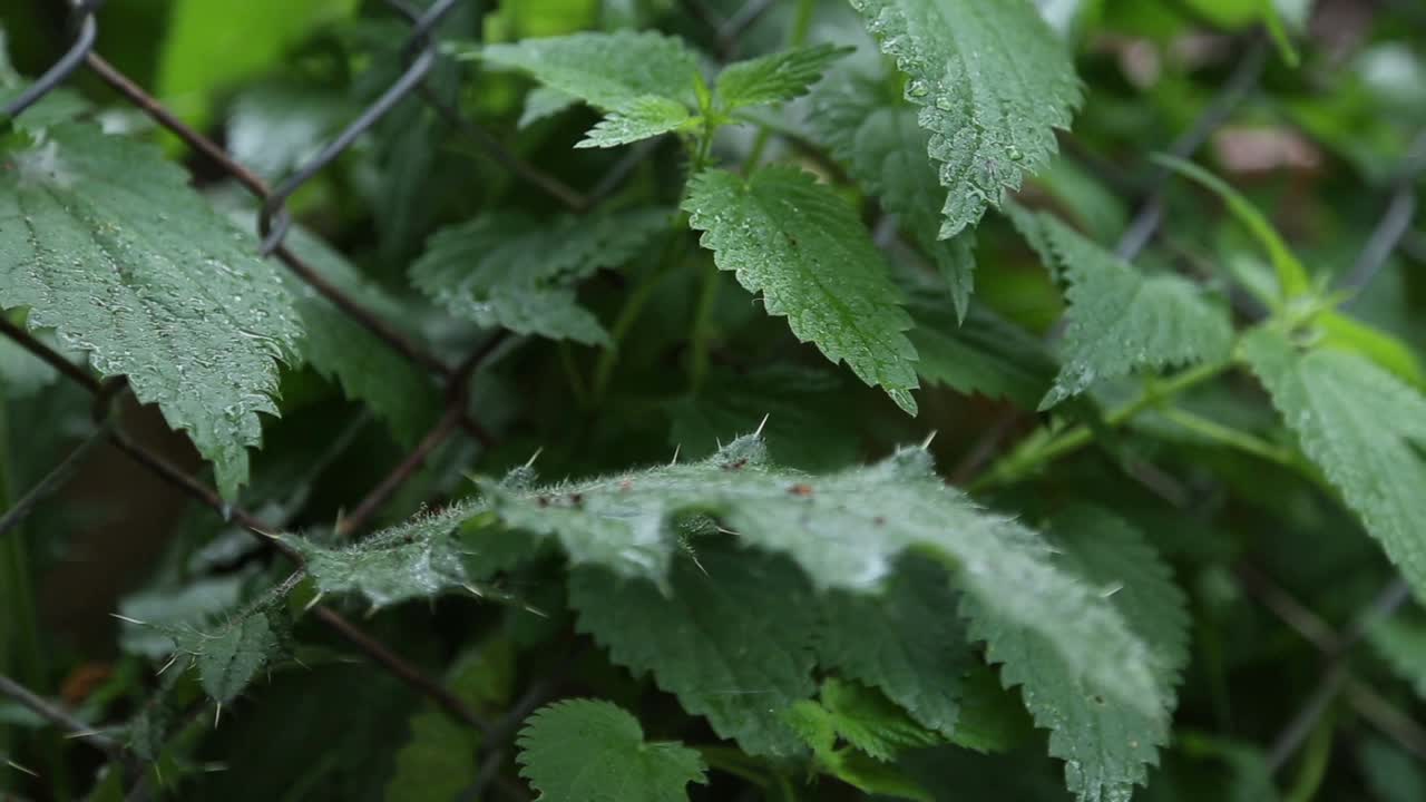 下雨天的荨麻视频素材