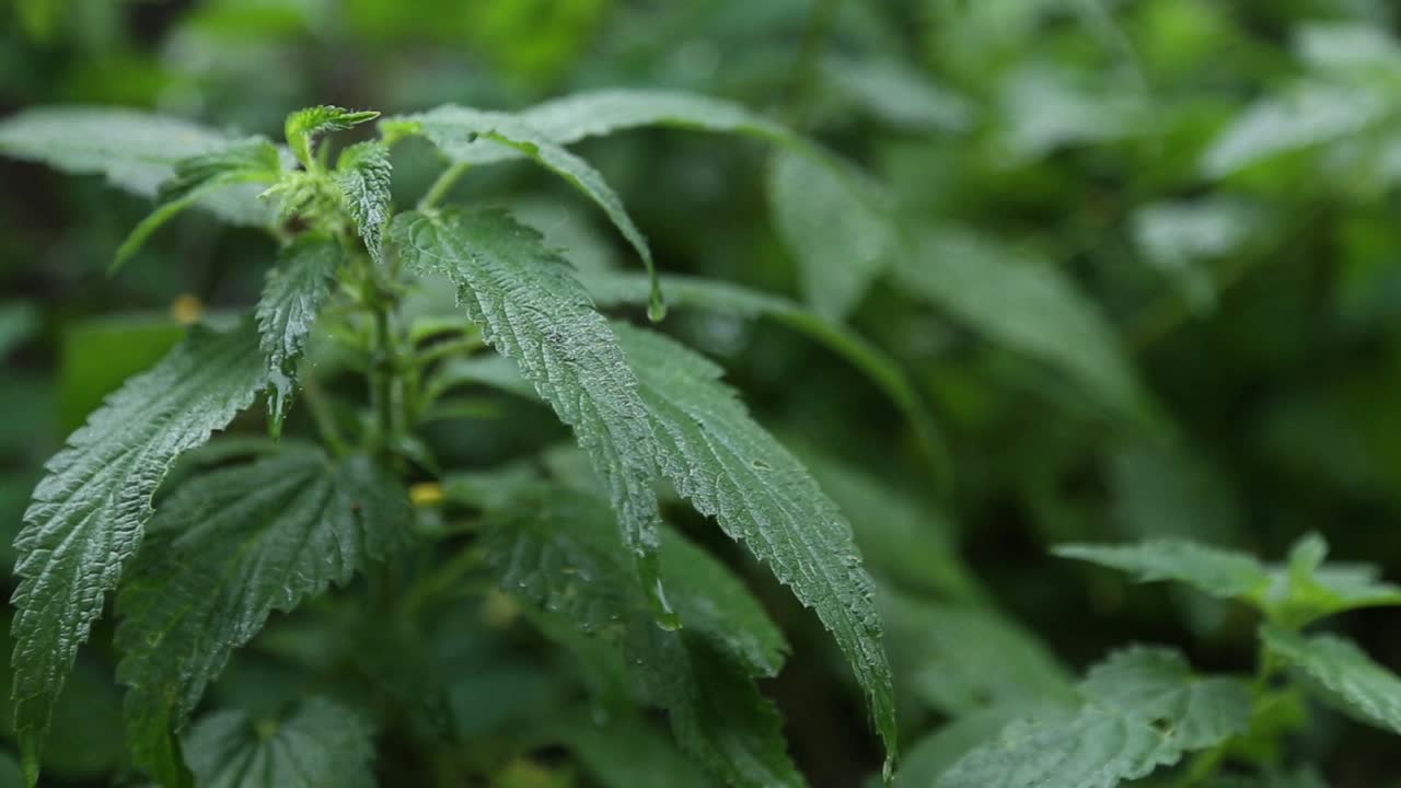 下雨天的荨麻视频素材