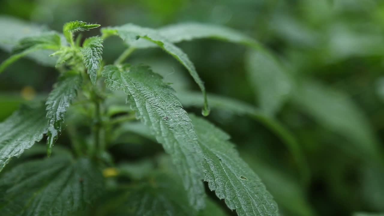 下雨天的荨麻视频素材