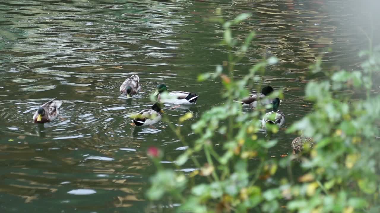 野鸭进入4号湖视频素材