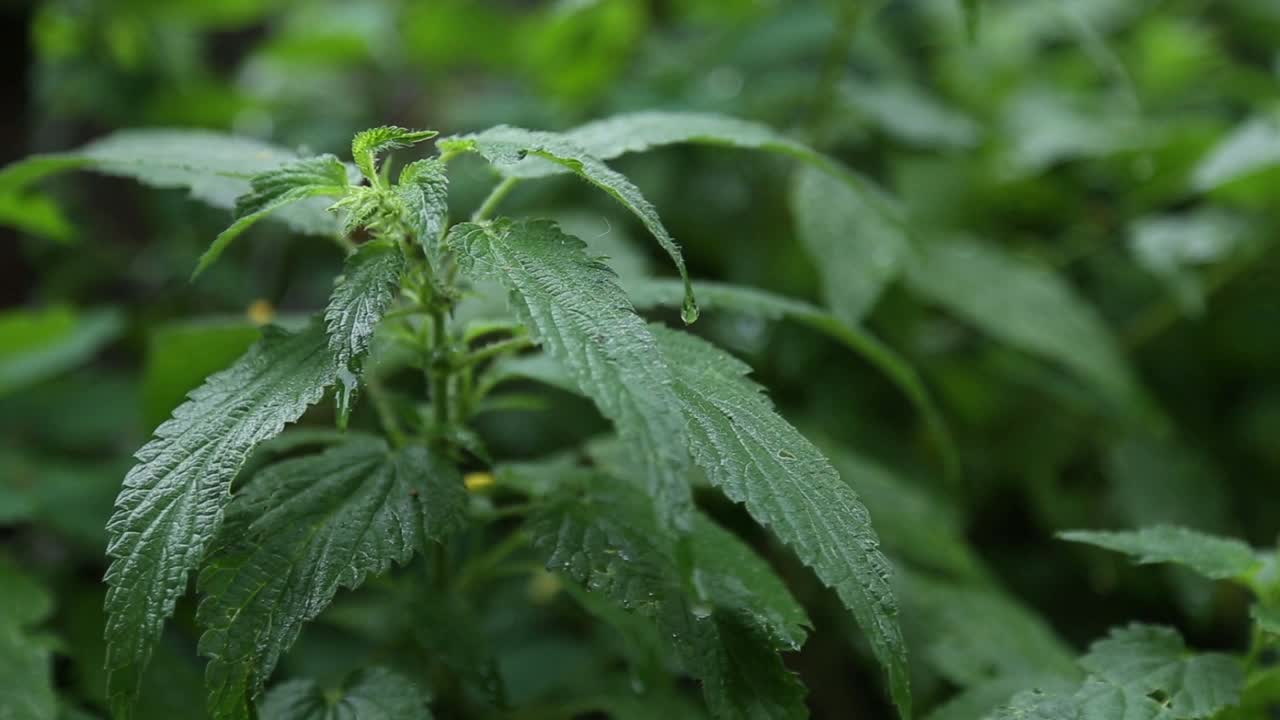 下雨天的荨麻视频素材