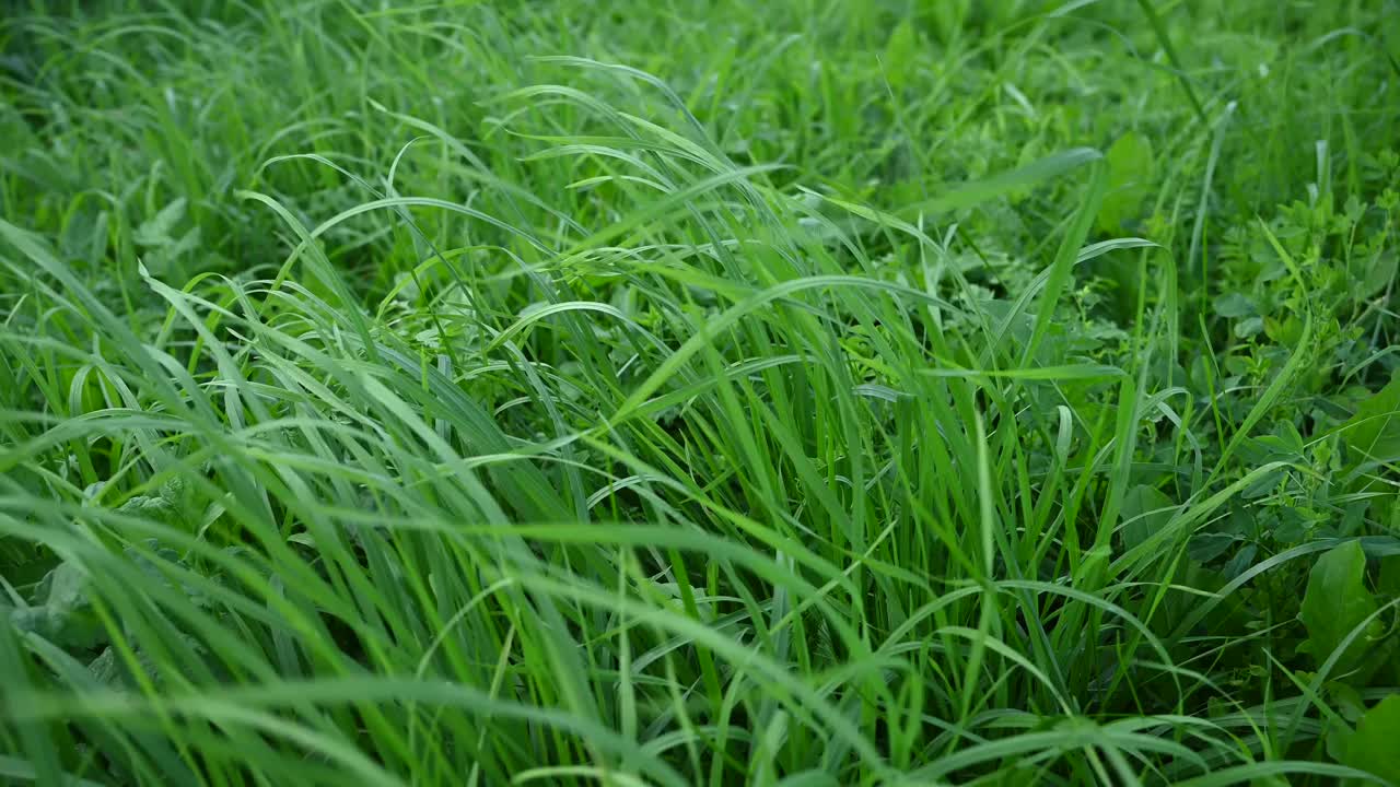 风中多汁的绿草的背景。静态摄像机的视频。视频下载