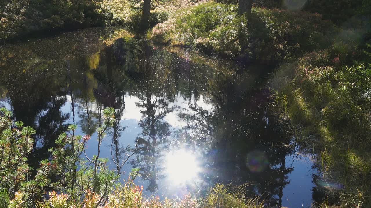 奥地利陶恩自然公园里美丽的阳光森林里的绿色沼泽视频素材