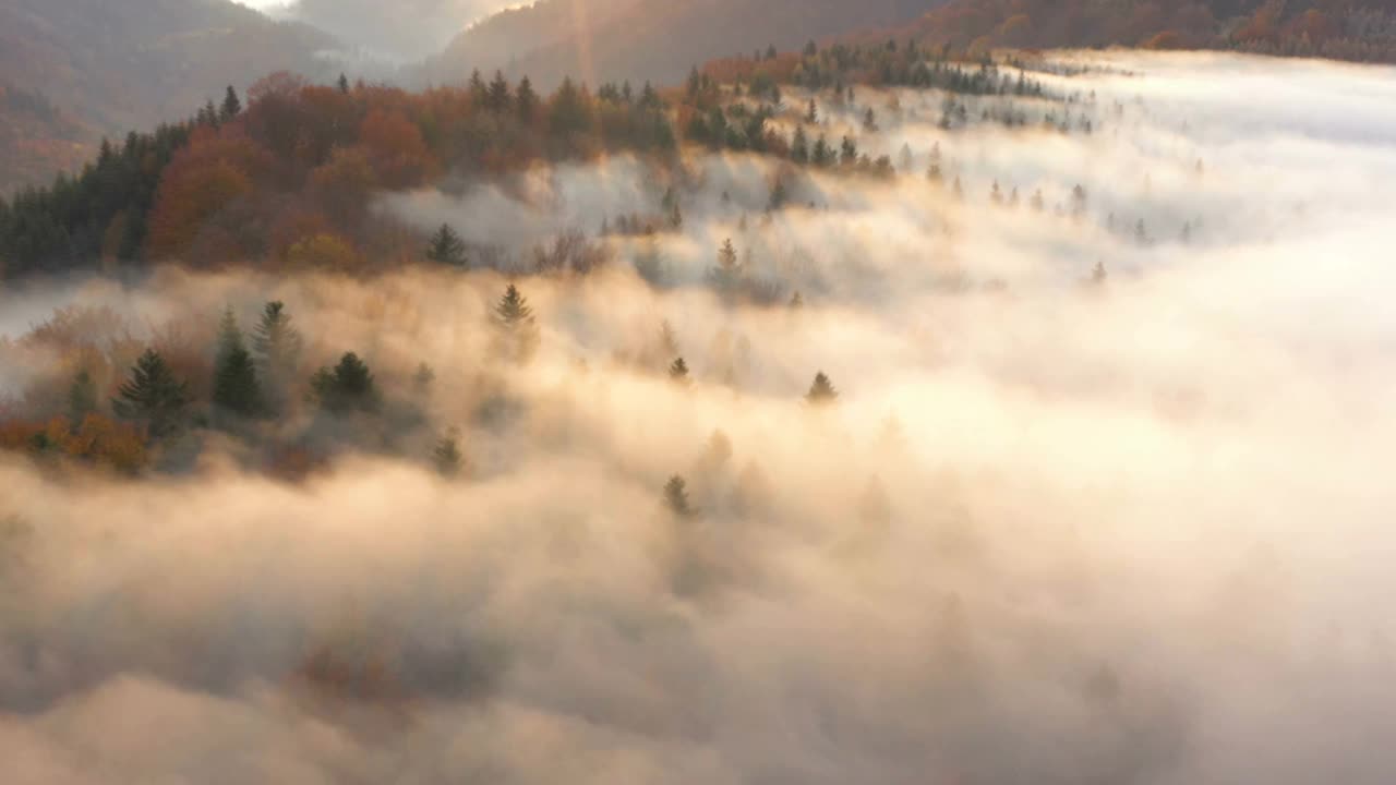 鸟瞰图雾蒙蒙的早晨，秋天的山与云浮动通过松树林树木在日出的光束视频素材