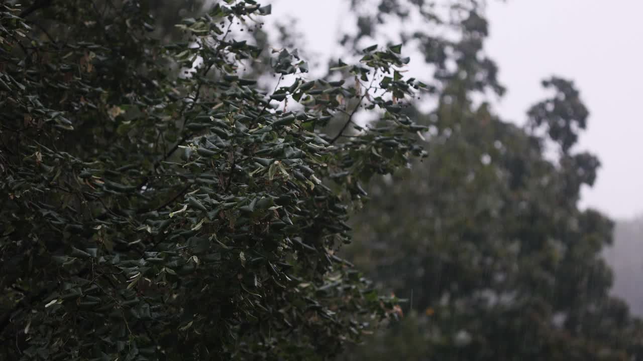 在大雨和大风中吹动树木。恶劣天气和风暴视频素材