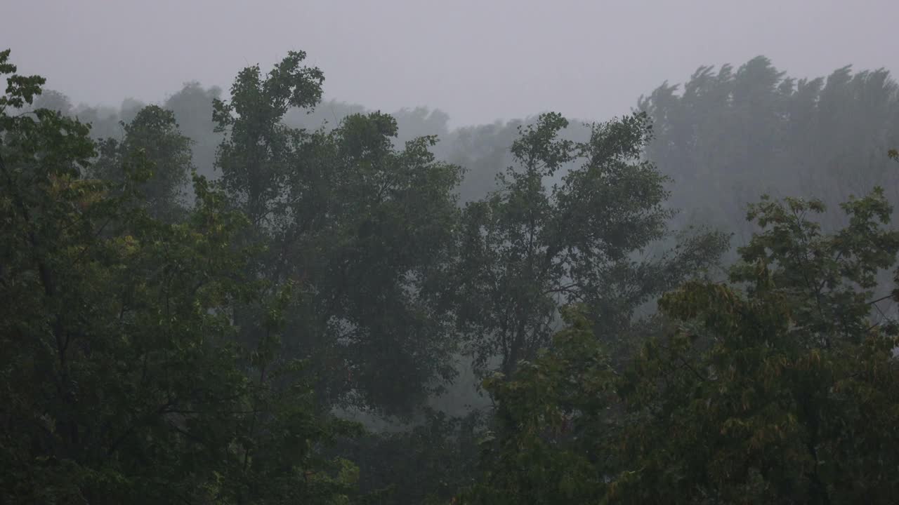 在大雨和大风中吹动树木。恶劣天气和风暴视频素材