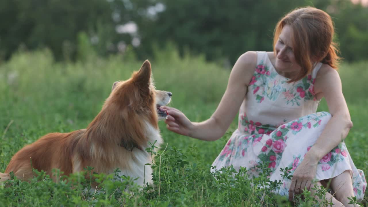 微笑快乐的年轻女子手里拿着一只柯基犬站在傍晚的田野视频素材