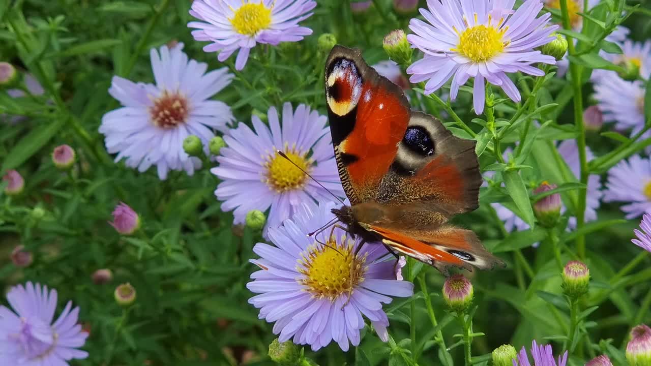 以花蜜为食的蝴蝶视频素材