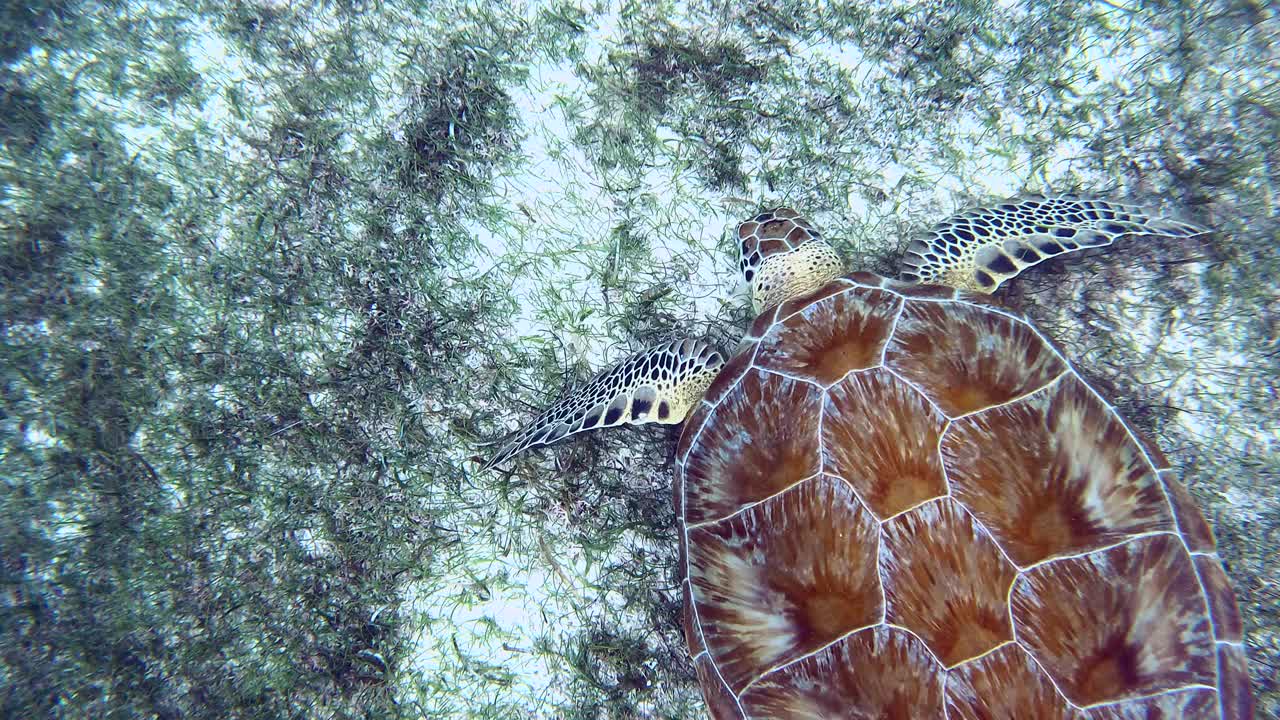 大嚼海草的海龟视频素材