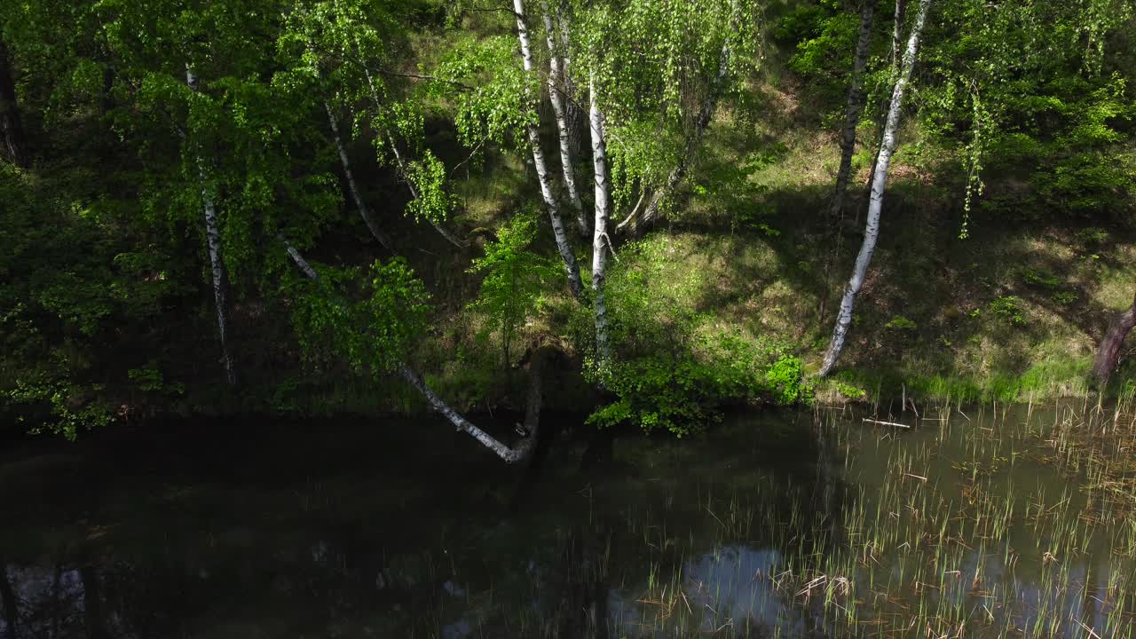 长满芦苇的森林湖，河岸陡峭视频素材