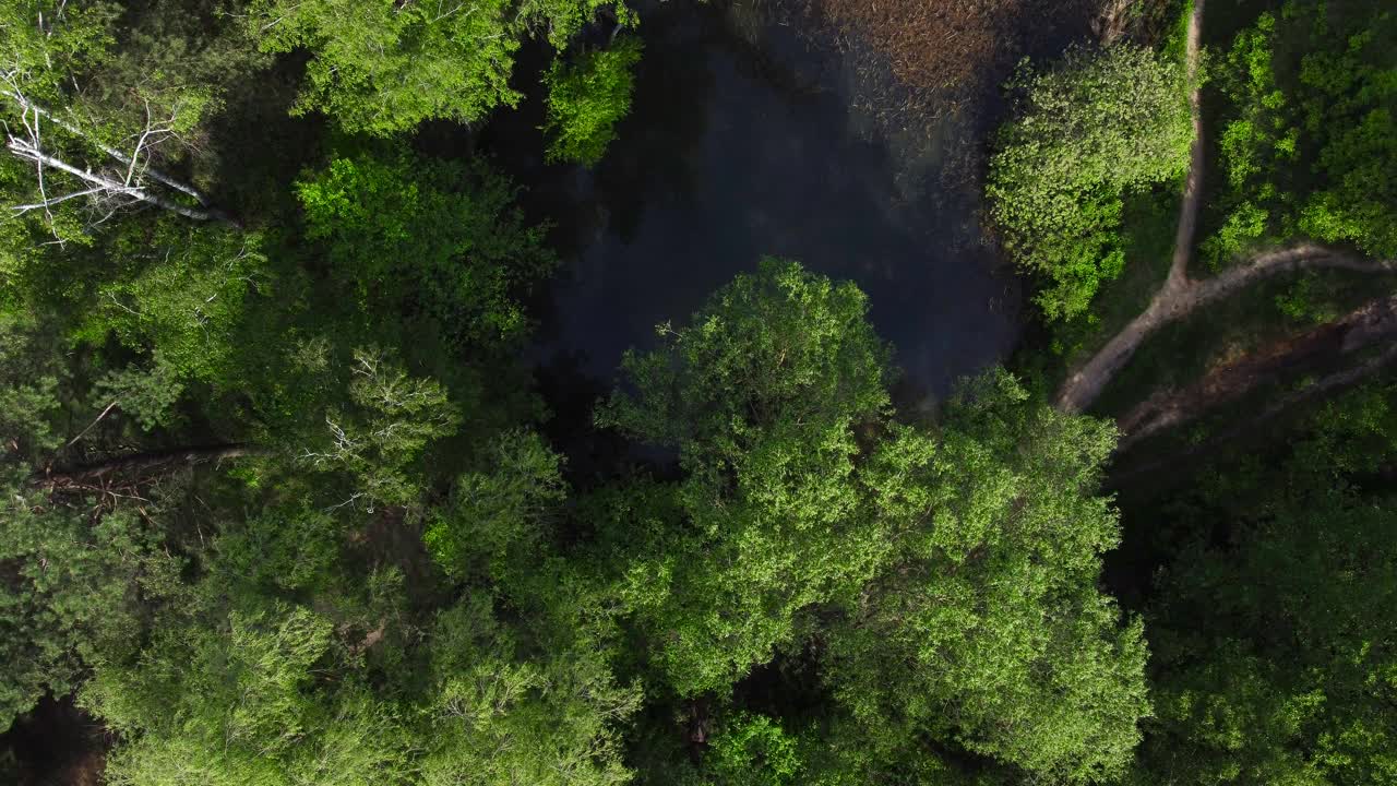 森林湖杂草丛生的春天，垂直鸟瞰视频素材