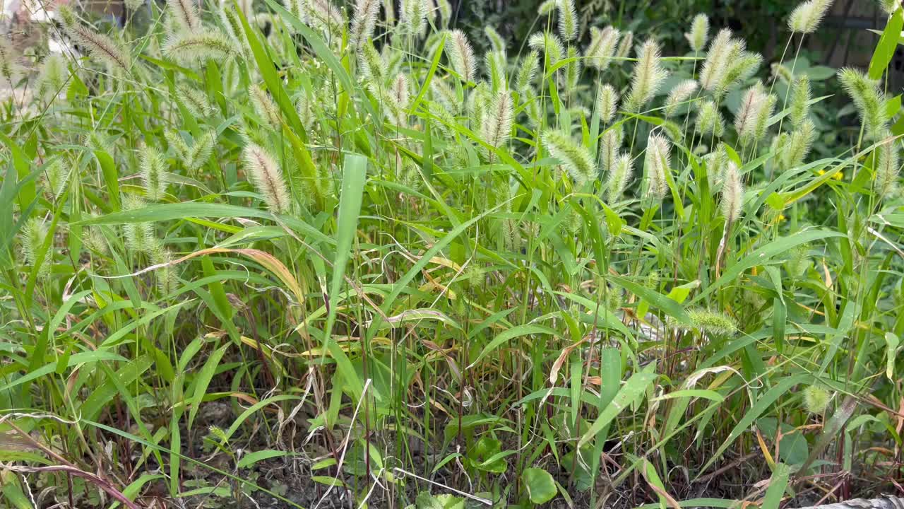 绿色野生谷子视频素材