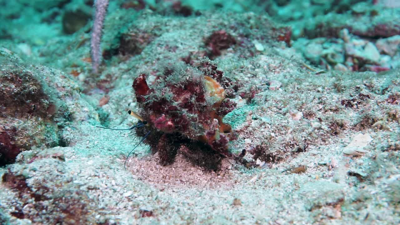 泰国海底的野生寄居蟹视频素材