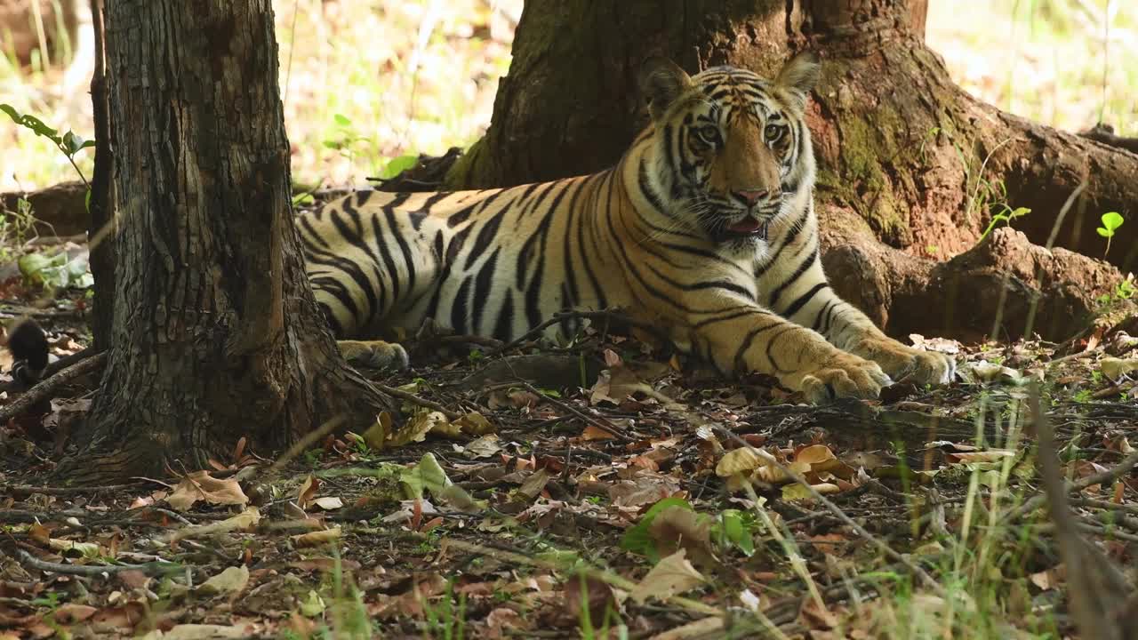 印度中央邦bandhavgarh国家公园或老虎保护区野生雄性孟加拉虎的特写镜头视频素材