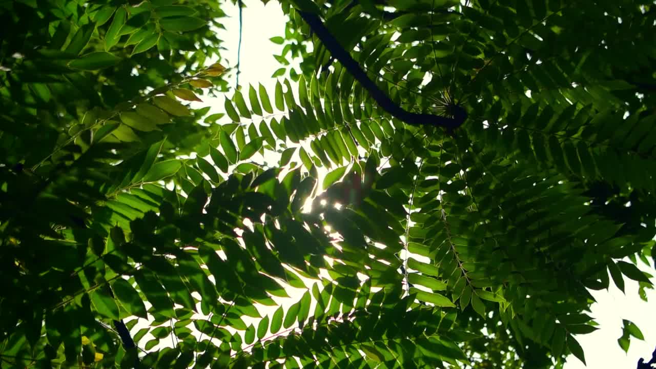 阳光在树荫的树叶间视频素材