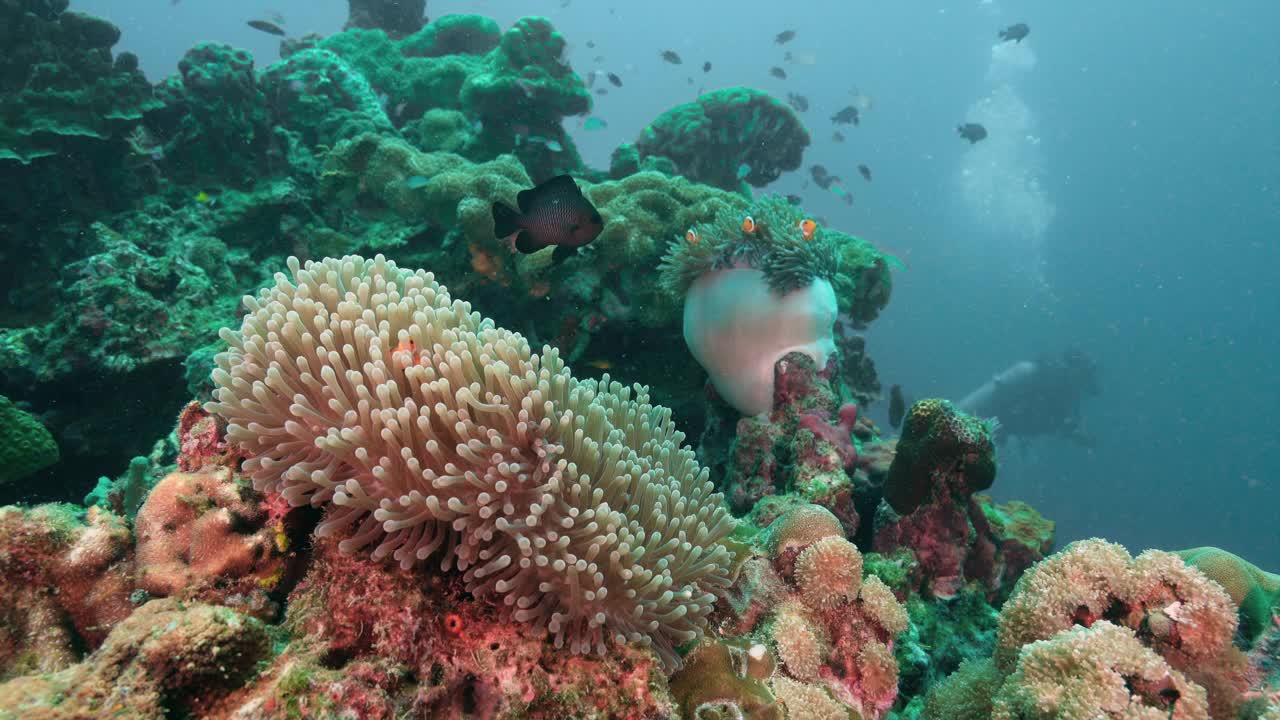 海葵珊瑚礁与小丑鱼潜水在背景视频素材