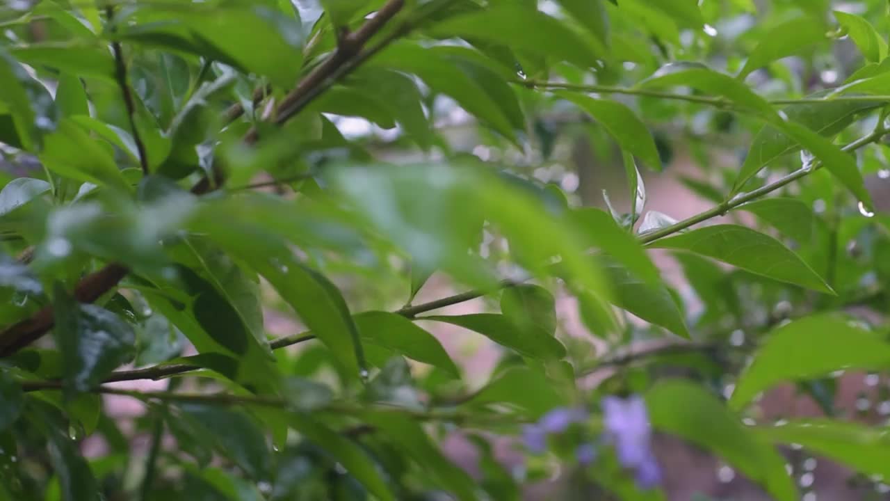 雨后的自然大气，还有雨滴附着在树叶上视频下载