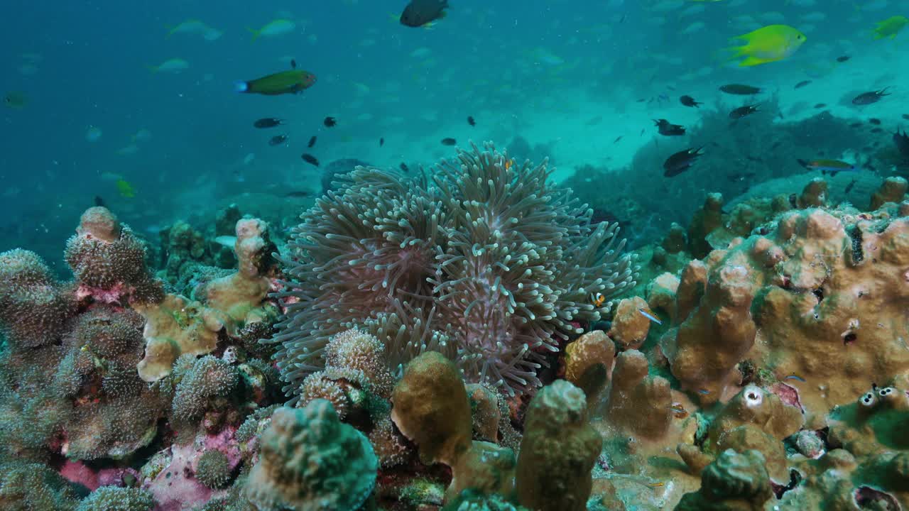 泰国海葵珊瑚礁野生小丑鱼的动物家族视频素材