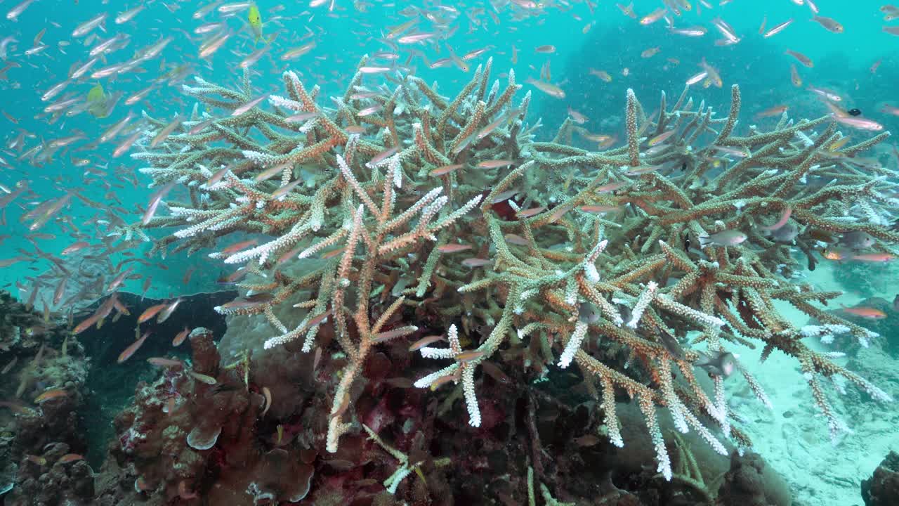 阿克罗波拉鹿角珊瑚殖民地安达曼海泰国视频素材