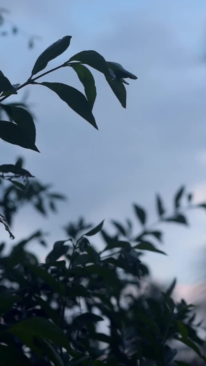 雨后的自然大气，还有雨滴附着在树叶上视频下载