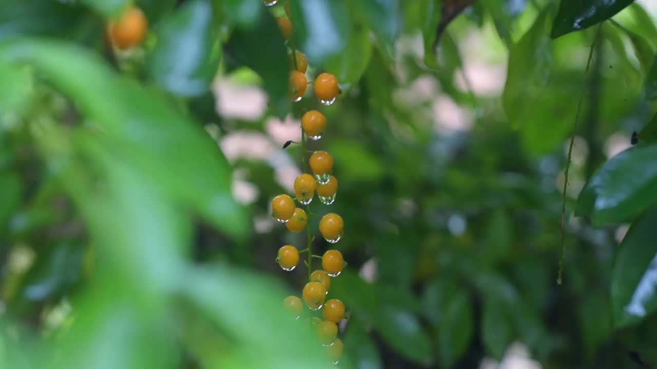 雨后的自然大气，还有雨滴附着在树叶上视频素材