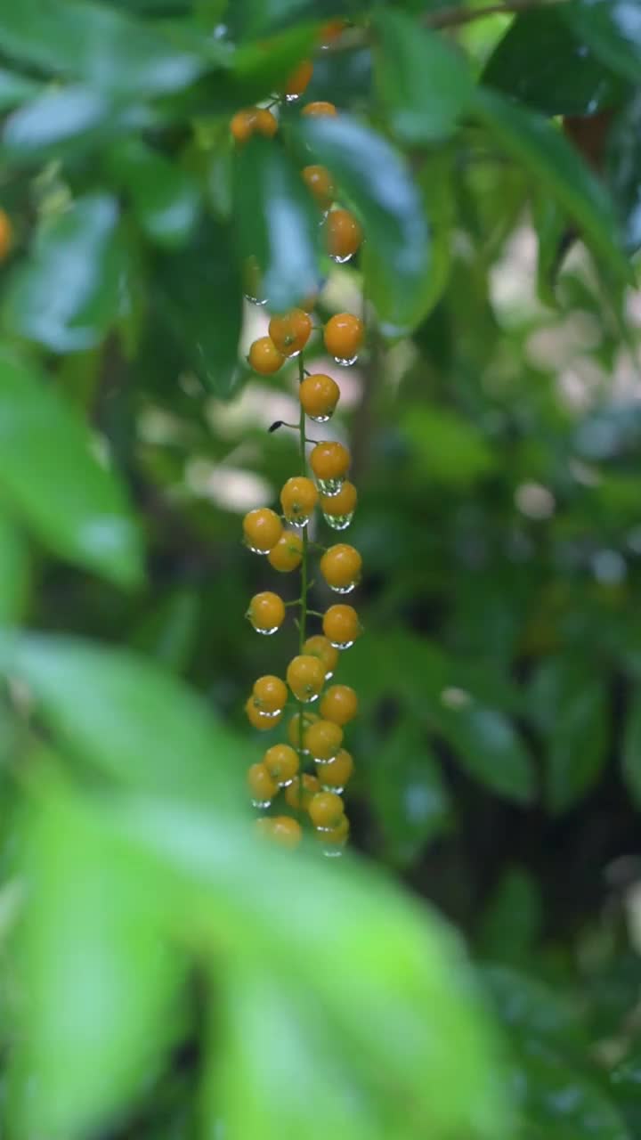 雨后的自然大气，还有雨滴附着在树叶上视频下载