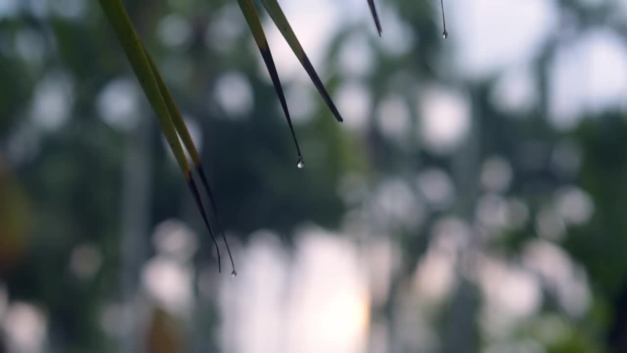 雨后的自然大气，还有雨滴附着在树叶上视频下载