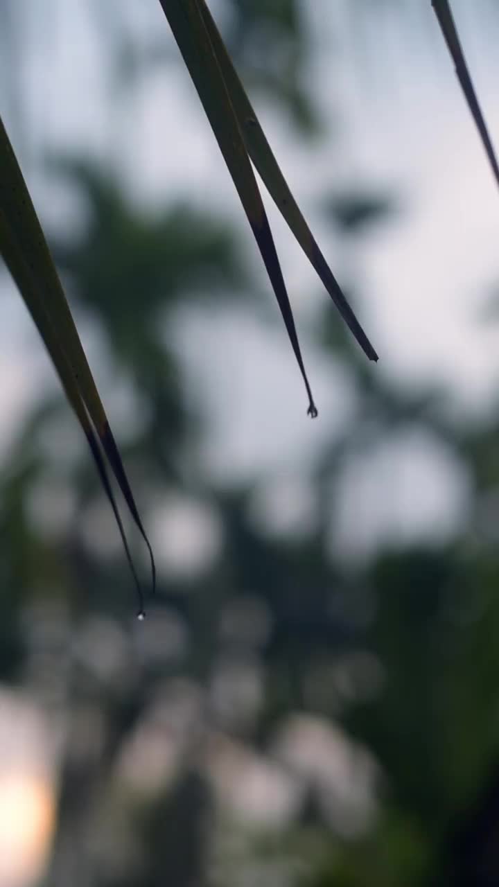 雨后的自然大气，还有雨滴附着在树叶上视频下载