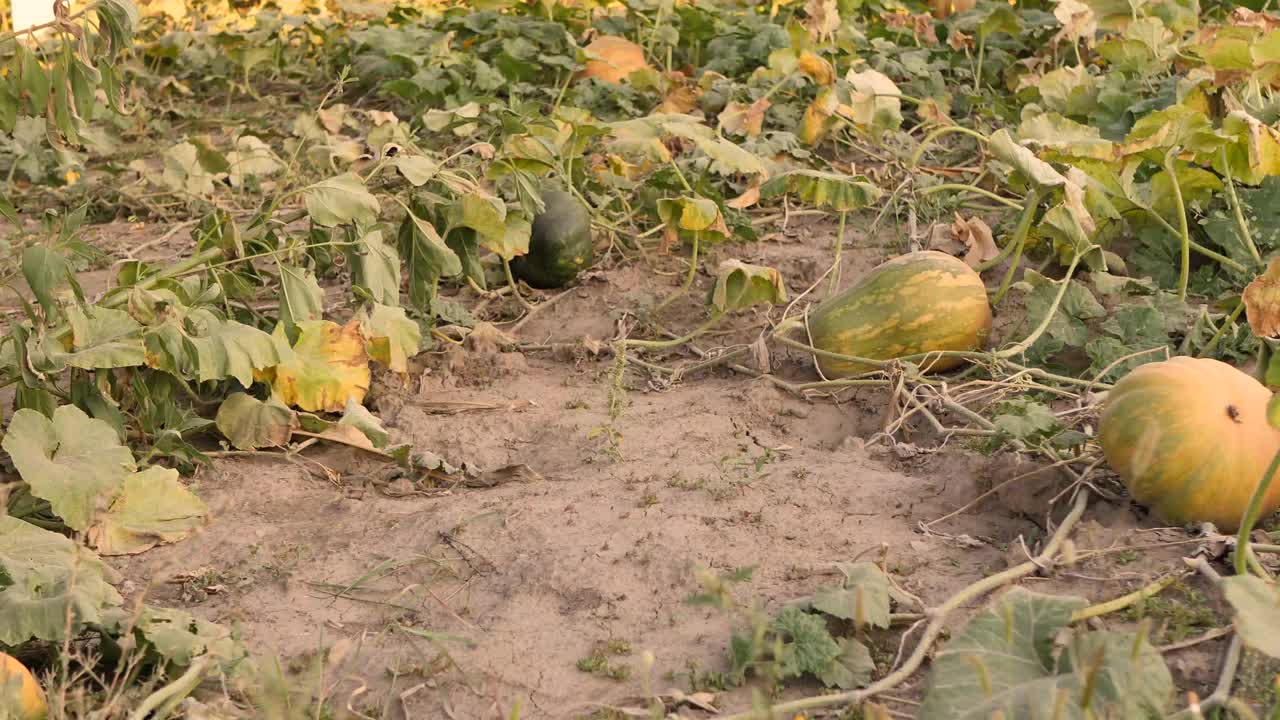 成熟的南瓜在田野里视频素材