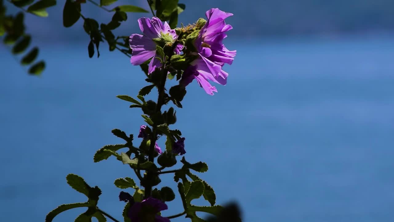 海上花视频下载