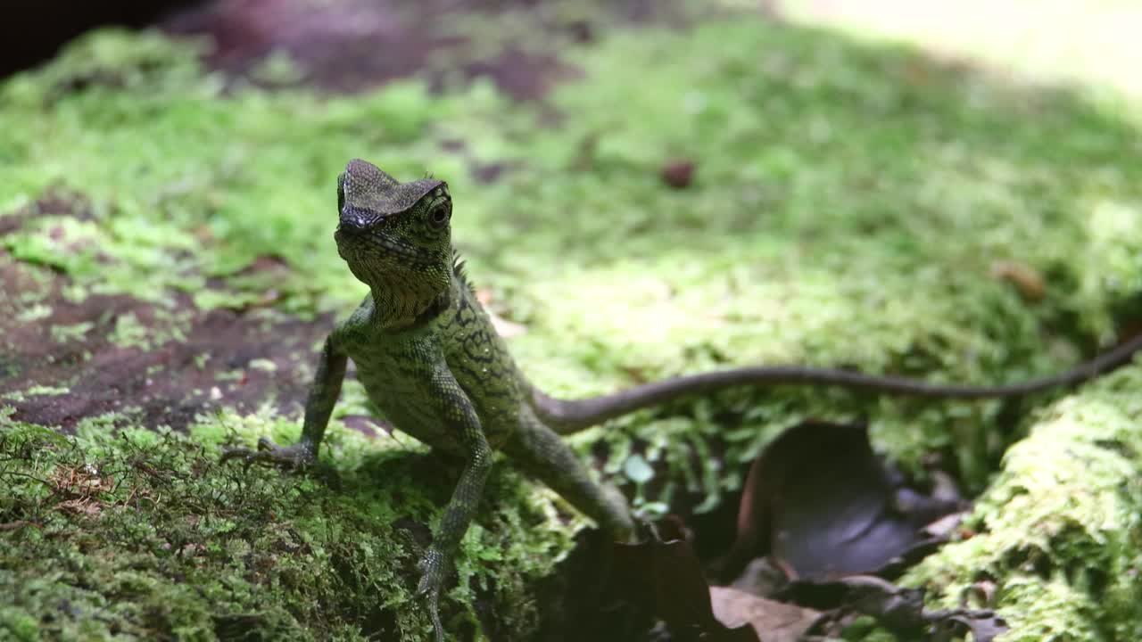 自然野生动物镜头的稀有物种蜥蜴Gonochepalus Bornensis在深森林丛林。视频素材