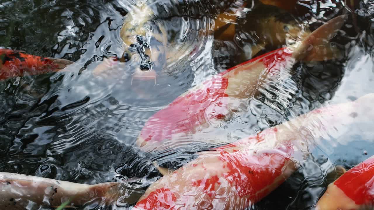 锦鲤在池塘里游泳。4 k的决议视频素材