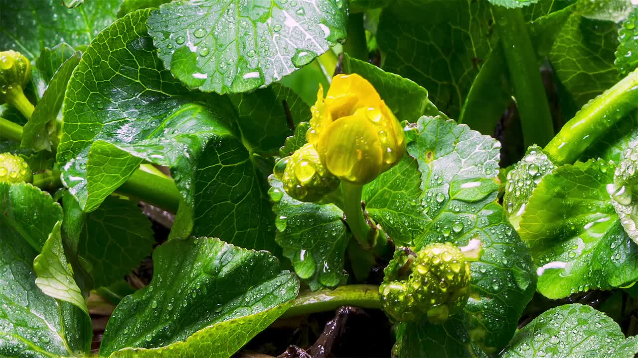 特写黄色沼泽万寿菊花沼泽caltha palustris在沼泽快速开花生长时间流逝视频素材